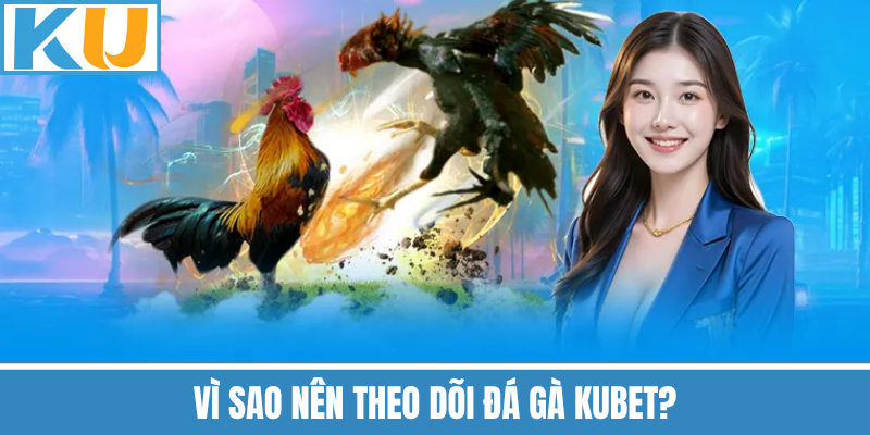 Vì Sao Nên Theo Dõi Đá Gà Kubet?